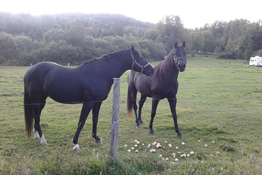Zwei Pferde auf der Weide mit Äpfeln im Gras