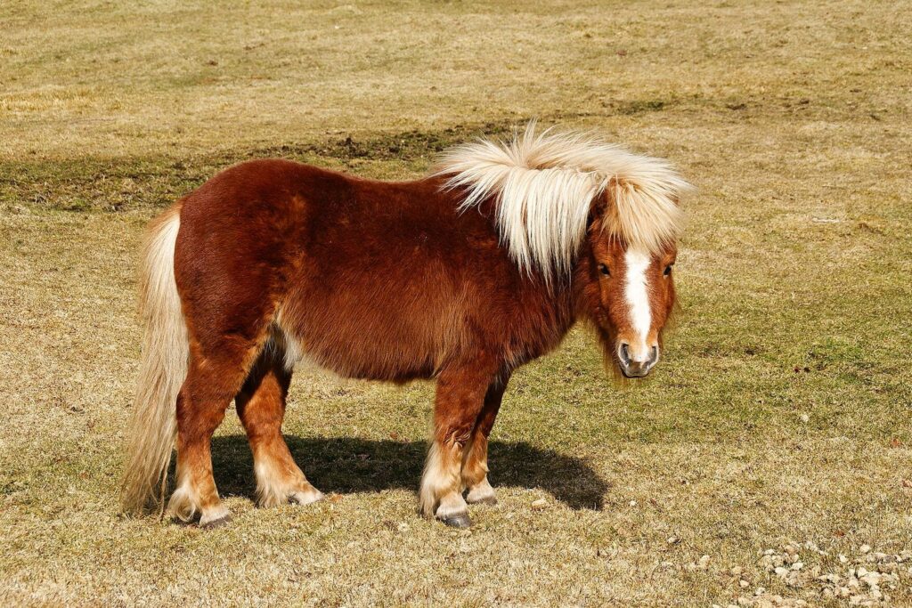 Fuchsfarbenes Shetlandpony mit heller Mähne auf der Weide