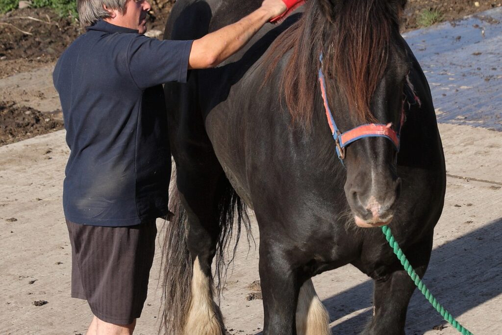 Pferd wird mit einer Bürste geputzt