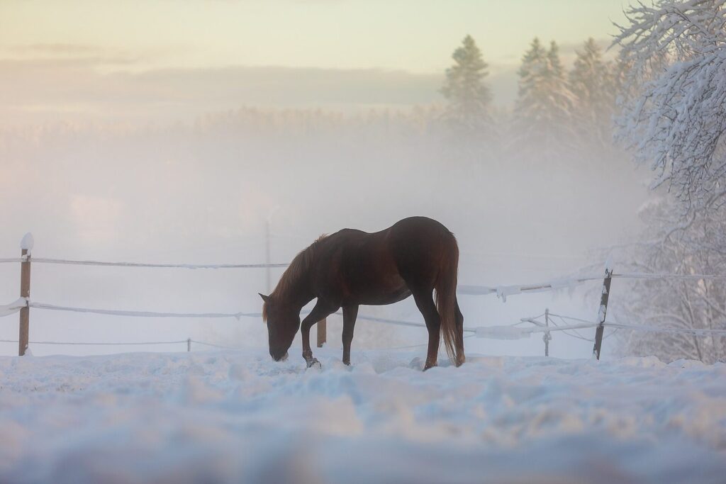 Pferd im verschneiten Paddock